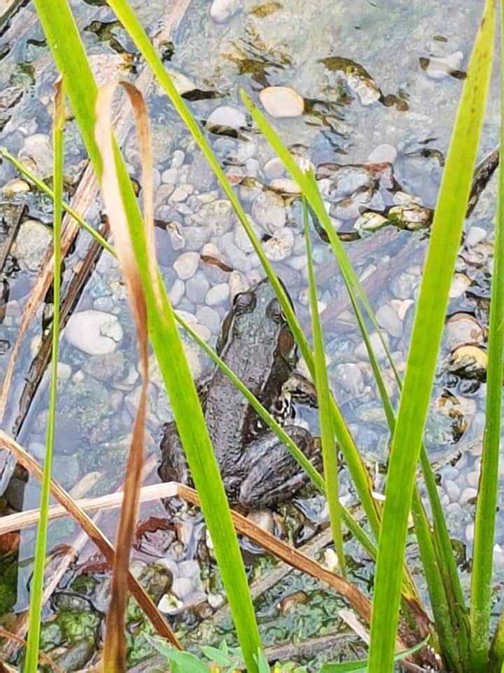 @pcparkslife @ParksCanada @WatertonLakesNP I enjoyed seeing lots of #wildlife while at @PointPeleeNP in 2018. #ParksLife