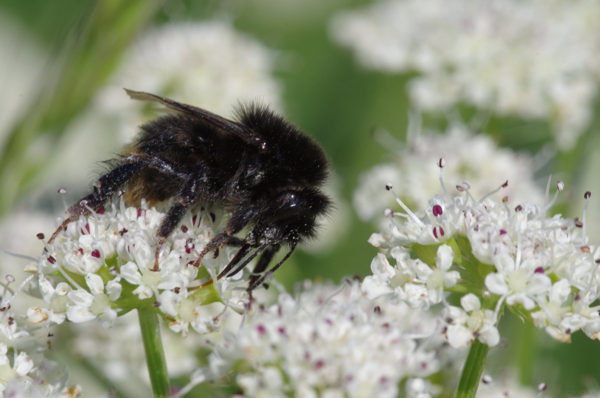EarthSeaTreeSp1's tweet image. #NaturePhotography #wildflower#bumblebee    I took this bumblebee called Bombus ruderatus on the pristine white Hemlock Water Dropwort  so set off a brilliant colour contrast .