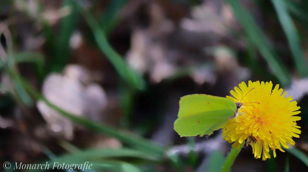 MonarchFotogra1's tweet image. Butterfly takes a break. #butterfly #NaturePhotography #naturelovers #nature #Flowers #canon  #canonphotography @CanonDEU @PhotoTimeGeo @NatGeoPhotos