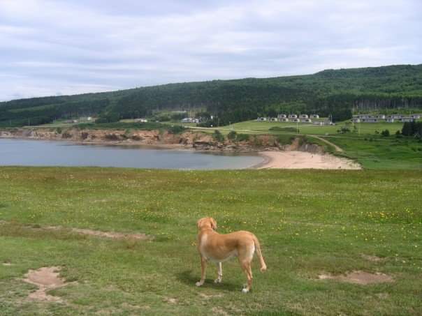 @pcparkslife @ParksCanada @WatertonLakesNP Taken in 2007, Molly explores some of the beautiful scenery along the Cabot Trail within Cape Breton @ParksCanada_NS #NovaScotiaStrong #ParksLife