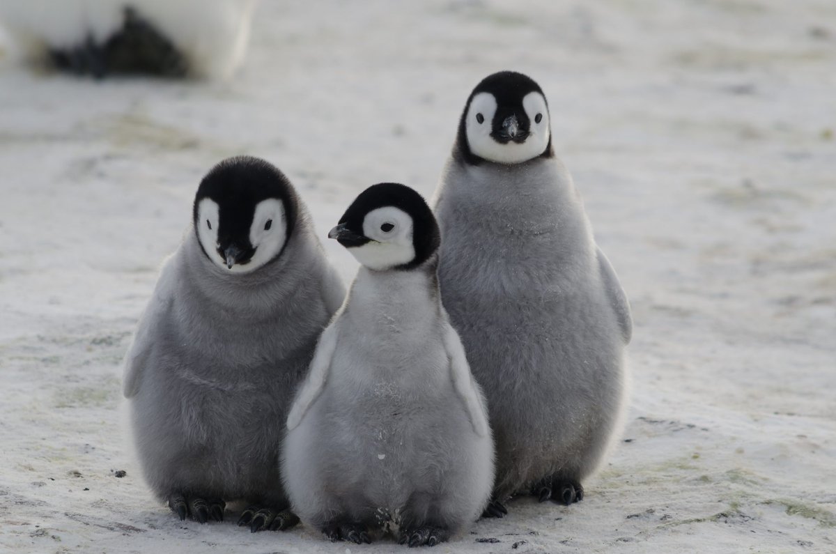 Seal_For_You's tweet photo. Giornata Mondiale dei pinguini https://t.co/JfKVCLPL72