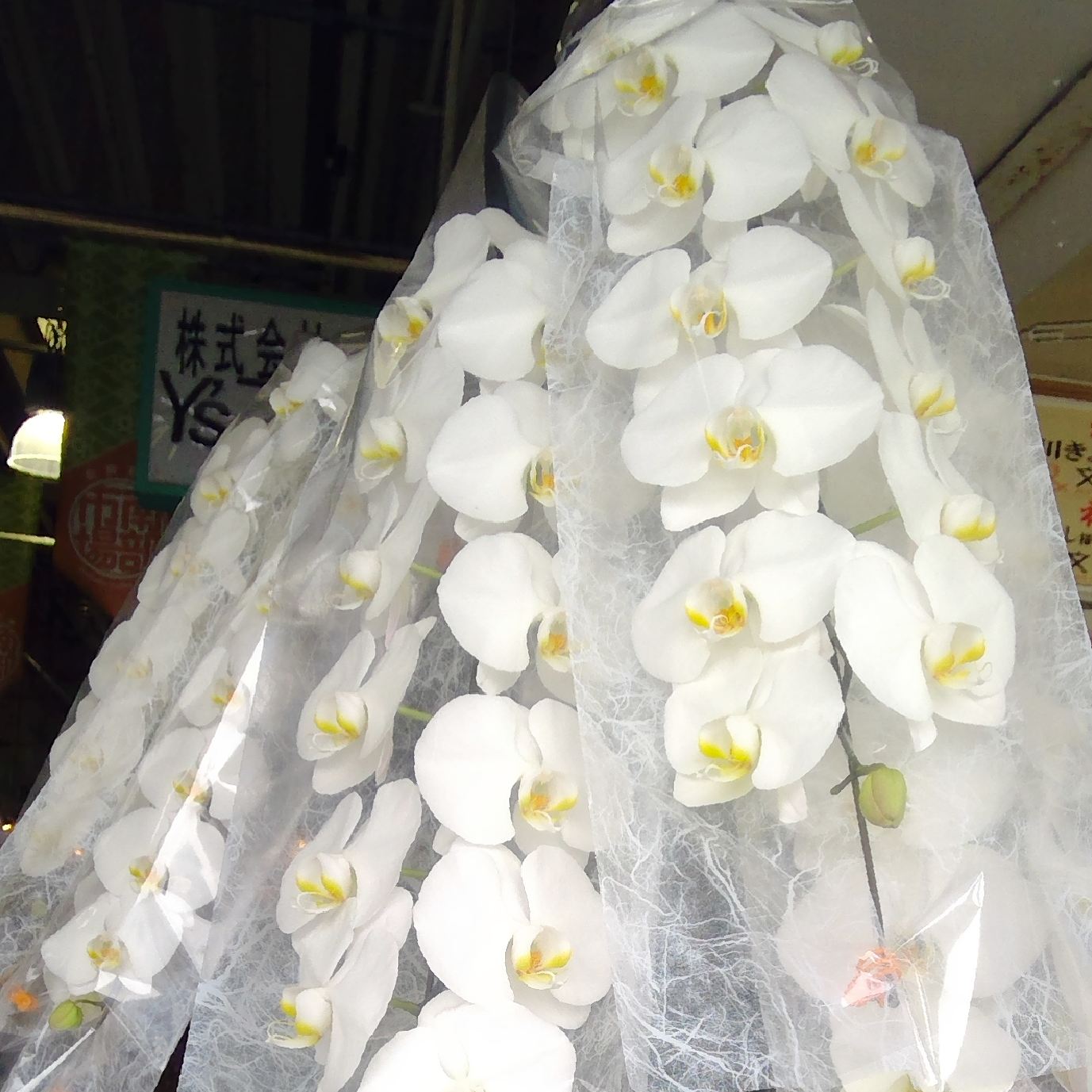 松戸南部市場 新型コロナウイルスの影響で入学式や入社式 昇進 昇格のお祝いが控えられていますがお祝いの気持ちを花に託すのもいいですね 写真は松戸南部市場のお花屋さんで販売されている胡蝶蘭です 清楚で品格のある胡蝶蘭は贈呈に最適のお花です 松戸南部市場 新型コロナウイルスの影響で入学式や入社式 昇進 昇格のお祝いが控えられていますがお祝いの気持ちを花に託すのもいいですね 写真は松戸南部市場のお花屋さんで販売されている胡蝶蘭です 清楚で品格のある胡蝶蘭は贈呈に最適のお花です