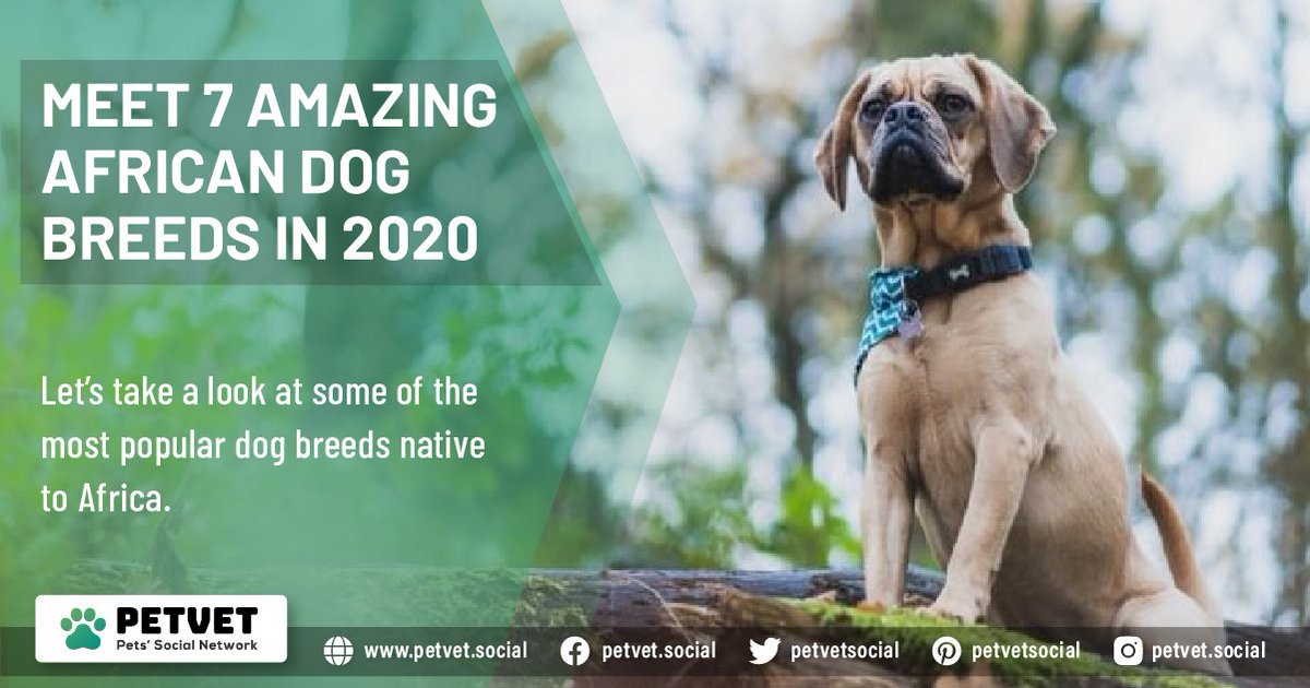petvetsocial's tweet photo. https://t.co/7pKw3ASbV2
..
..
..
#pets #dogs #dogbreeds #Africa #African #africandogs #doglovers #dogbreeds #dogsofinstagram #dogsduringlockdown #dogsoftwitter @mslr4ever @mssoutherndixie #PetsForCache #CoronaUpdate https://t.co/c7bZ0UMpOw