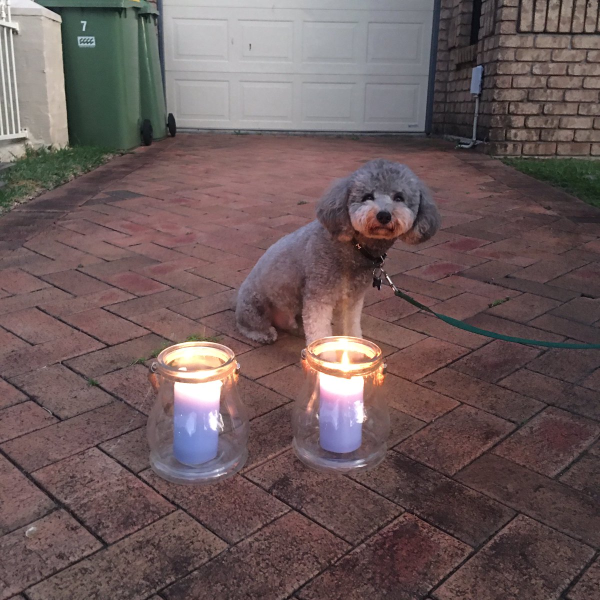 DebbieMajella's tweet photo. #ANZACspirit our dog got into the spirit at 6am 💛 https://t.co/obXG9YZwnE