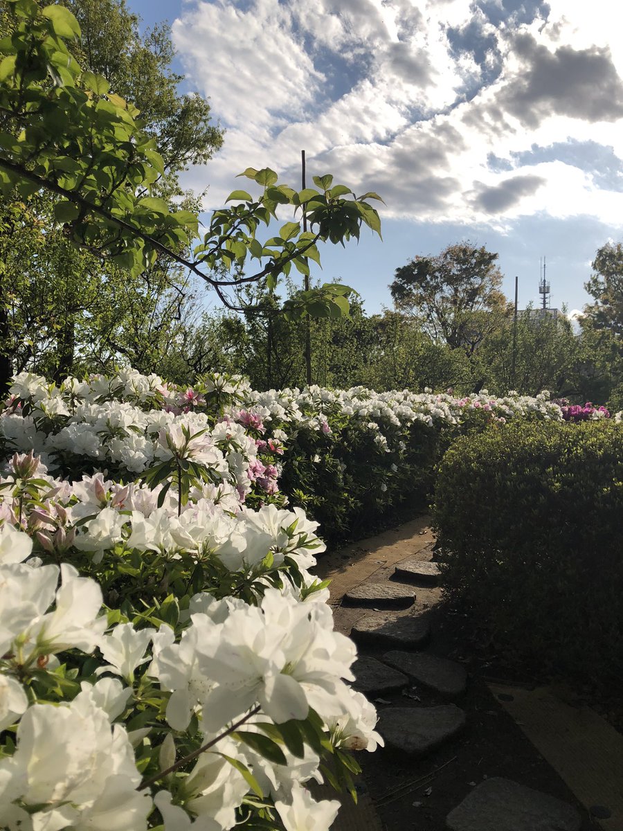 宇宙樹 ヒーリング スピリチュアル きのうの羽根木公園 ツツジが咲いてて とてもいい香り マスクしててもわかります が マスク取って深呼吸してみました もっといい香り マスクしてると笑顔なのがわからないわ 羽根木公園 お散歩 深呼吸