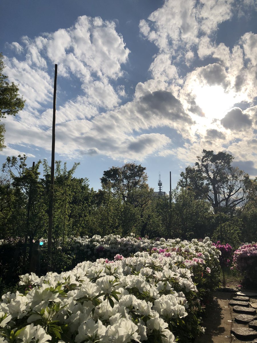 宇宙樹 ヒーリング スピリチュアル きのうの羽根木公園 ツツジが咲いてて とてもいい香り マスクしててもわかります が マスク取って深呼吸してみました もっといい香り マスクしてると笑顔なのがわからないわ 羽根木公園 お散歩 深呼吸
