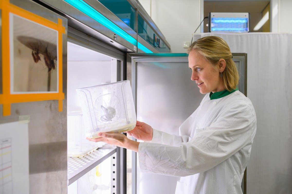 Als we infectieziekten zoals #malaria kunnen uitroeien in ontwikkelingslanden, doorbreken we ook een vicieuze cirkel van armoede. Meta Roestenberg doet onderzoek naar de infectieziekte malaria. Lees het interview: bit.ly/2zmAO27 #wereldmalariadag