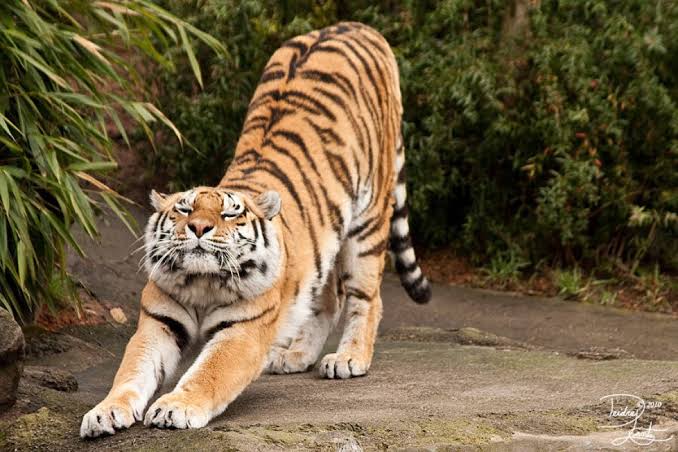 SaphatJ's tweet photo. It's amazing how the world's most dangerous animals have the same type of movements https://t.co/3lvAu26jo0