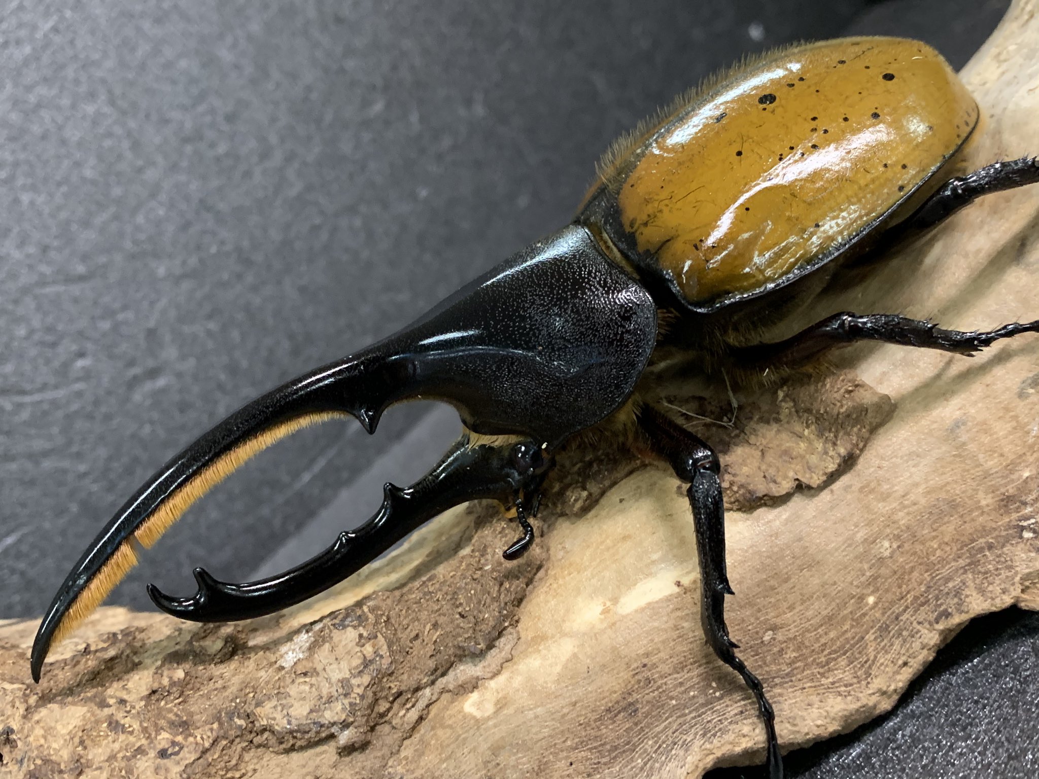 ヘラクレスエクアトリアヌス♂標本美品