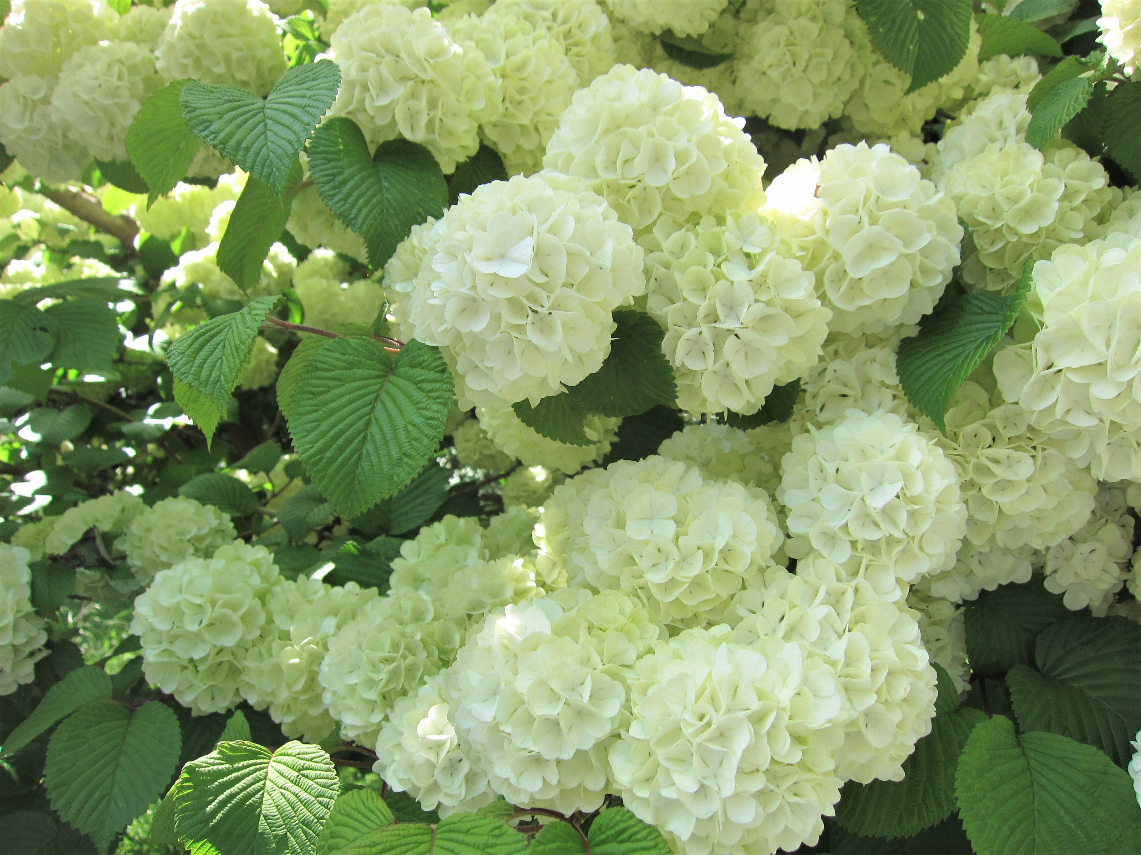 こどもの国 児童センター奥の オオデマリ 大手毬 の花が白く色づいていました 名前の通り 毬のように丸くて白い かわいらしい 花です 1週間前はまだ白ではなく 緑がかっていました 丸い花がたくさんついている姿は圧巻です こどもの国