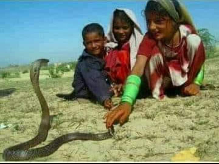 SindhiBoy14's tweet photo. جنھن قوم جا ٻار نانگن سان راند کيڏندا ھجن ان قوم ۾ اگر آزادي جو شعور اچي وڃي تہ پوء تنھنجو چا ٿيندو اھو تون سوچي بہ نٿو سگھين
#TributeToSainGMSyed https://t.co/LehxsLK1s5