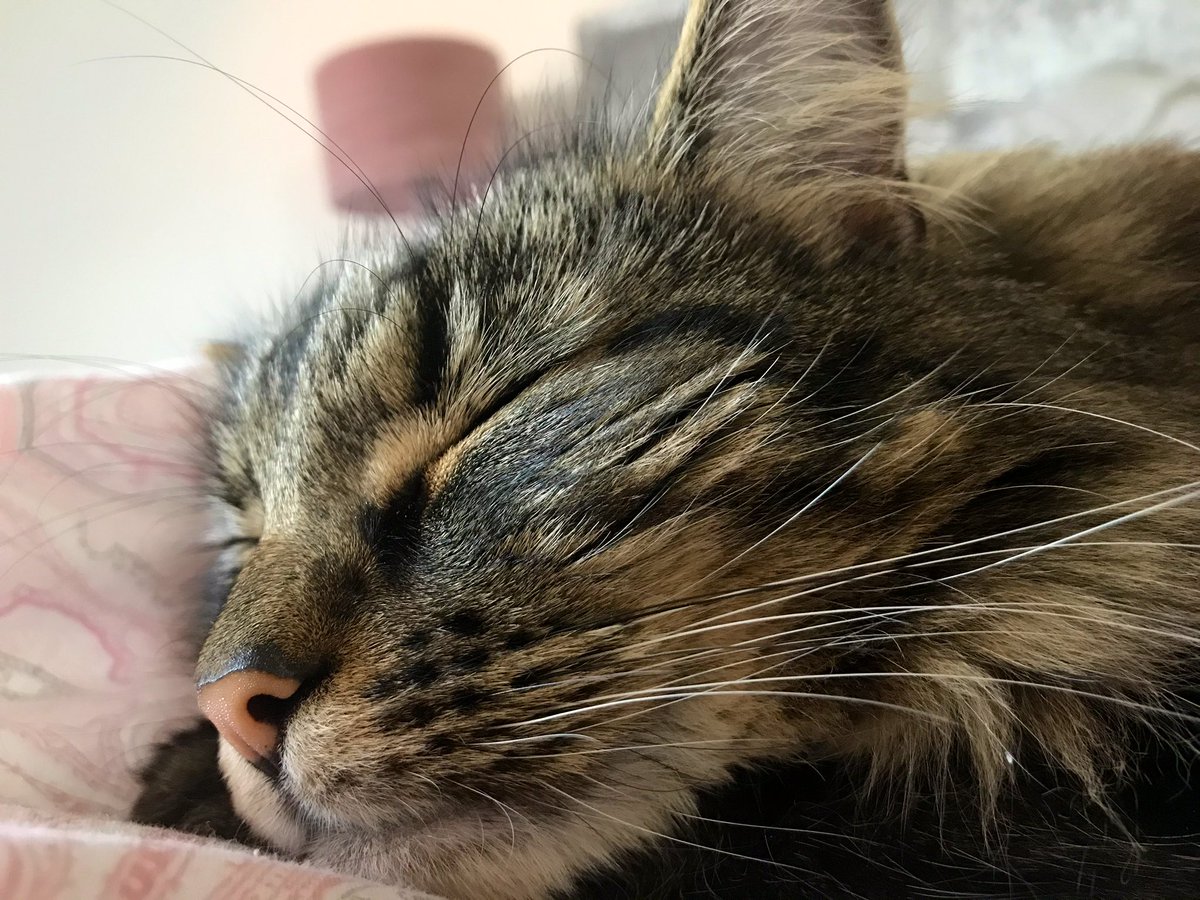 MrsF202's tweet photo. Here’s a #Caturday #LockdownQuestion for you all? I hope you’re ready for it...🤯
Q: What’s the common theme? 🤔
Thank you for taking part friends, I’m going back to what I love best 😸
#CatsOfTwitter #CatsOfTheQuarantine https://t.co/ZMHsmrH0Br