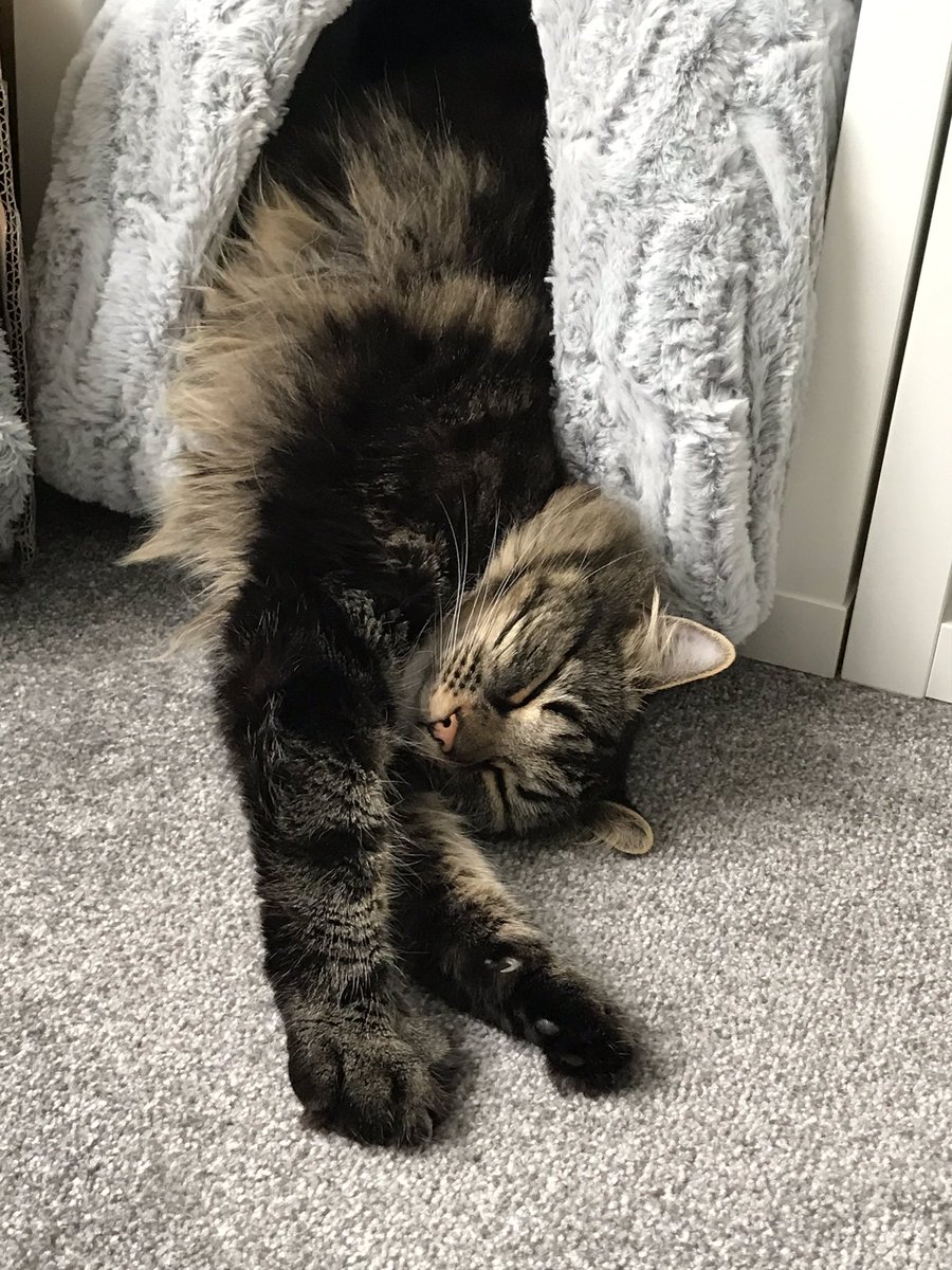MrsF202's tweet photo. Here’s a #Caturday #LockdownQuestion for you all? I hope you’re ready for it...🤯
Q: What’s the common theme? 🤔
Thank you for taking part friends, I’m going back to what I love best 😸
#CatsOfTwitter #CatsOfTheQuarantine https://t.co/ZMHsmrH0Br