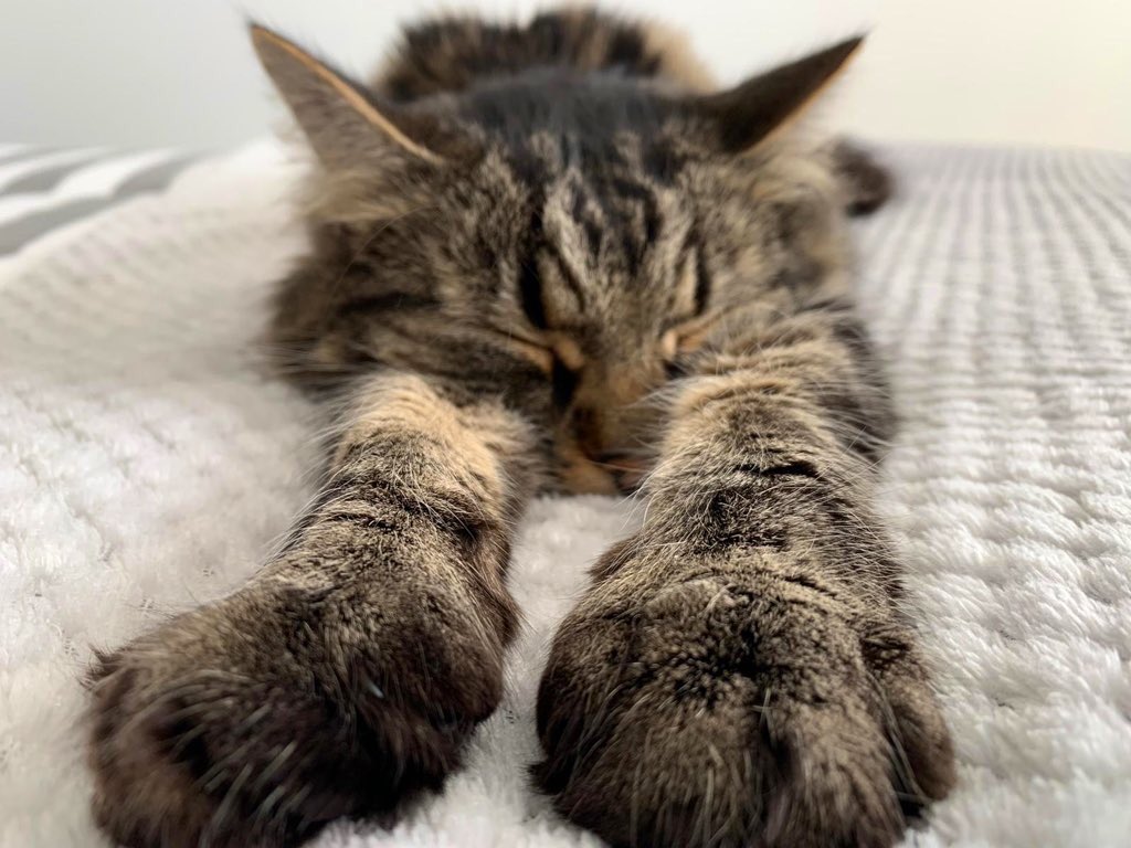 MrsF202's tweet photo. Here’s a #Caturday #LockdownQuestion for you all? I hope you’re ready for it...🤯
Q: What’s the common theme? 🤔
Thank you for taking part friends, I’m going back to what I love best 😸
#CatsOfTwitter #CatsOfTheQuarantine https://t.co/ZMHsmrH0Br