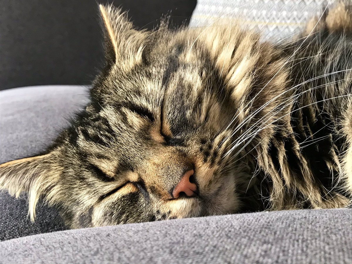 MrsF202's tweet photo. Here’s a #Caturday #LockdownQuestion for you all? I hope you’re ready for it...🤯
Q: What’s the common theme? 🤔
Thank you for taking part friends, I’m going back to what I love best 😸
#CatsOfTwitter #CatsOfTheQuarantine https://t.co/ZMHsmrH0Br