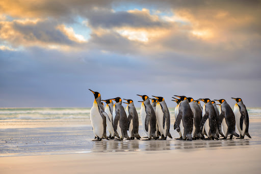 LewisPugh's tweet image. Happy #WorldPenguinDay! A day to celebrate the most magnificent triathletes on the planet. Who else can waddle, swim and fly!? 🐧💕