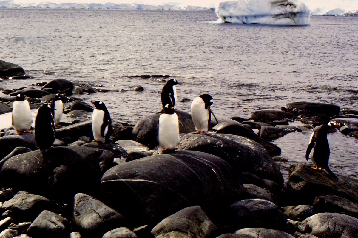 It's #WorldPenguinDay today...so a bit of a distraction from the other things that we are thinking about! Here's some Gentoo penguins in #Antarctica, instead!