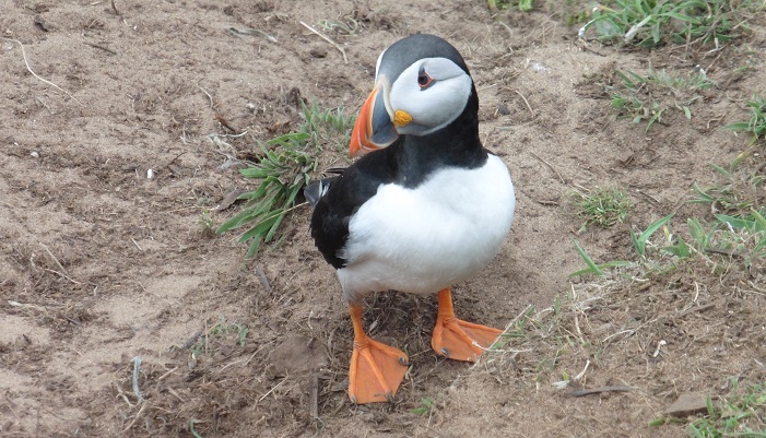 Morning all. Have a puffin photo. (Skomer, June 2016).   #NaturalHealthService