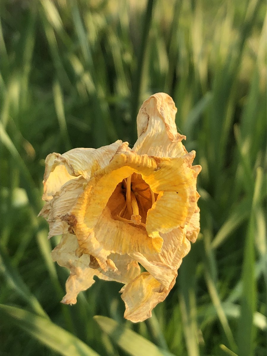 rhianblacksmith's tweet photo. Early light.  Nothing like it 🥰#sunshine #boreda https://t.co/2qiRhWMbbl
