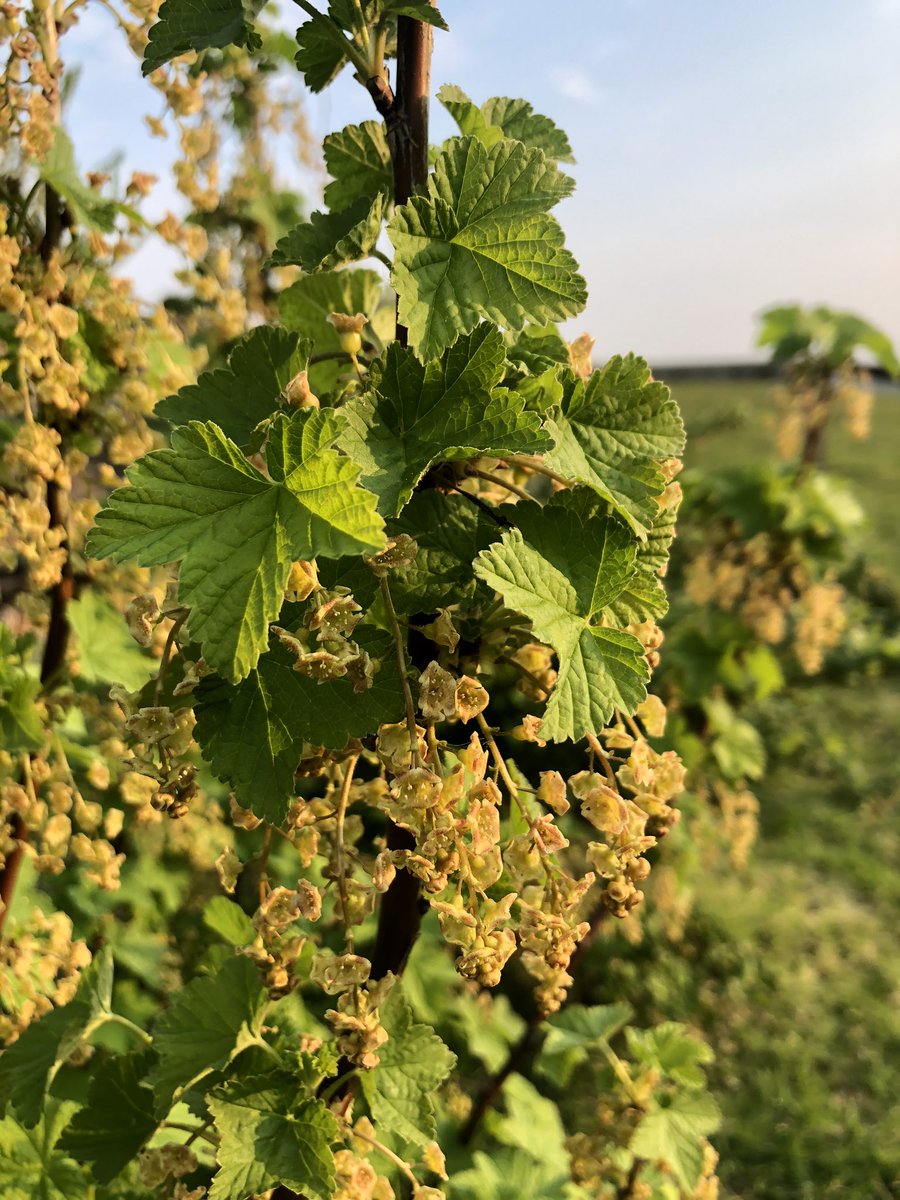 Early light.  Nothing like it 🥰#sunshine #boreda