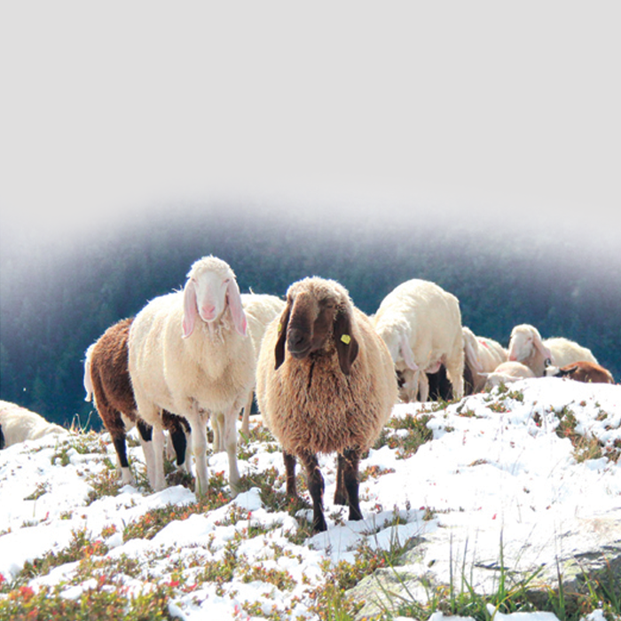 innovabedding's tweet photo. ✨https://t.co/1L0z6dnkyL
#Wool #trilwool #pamuk #ipek #yün #yatak #sleep #uyku #konfor #Hindistancevizielyafı #bambu #organikyatak #coco #pamuk #koton #AlpacaWool #CamelWool #OrganicWool #DutchWool #SpanishWool #MerinoWool, #Turkishwool #mattress #tuftedmattress
@ONDERHONI https://t.co/nYNVQi2W6u