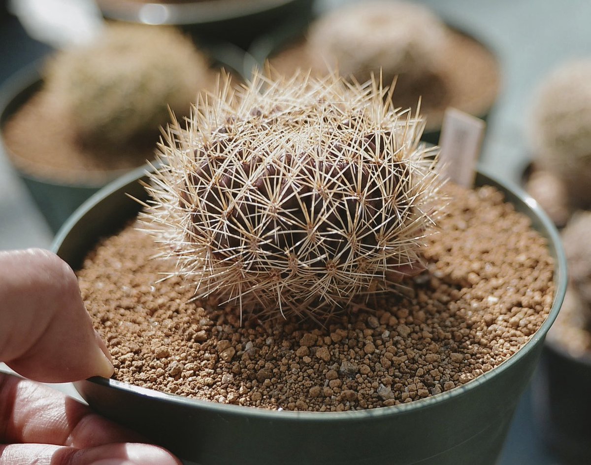 へる 蕾の付いたサボテンを植え替えしたらしけてしまうのか検証 へる 蕾の付いたサボテンを植え替えしたらしけてしまうのか検証