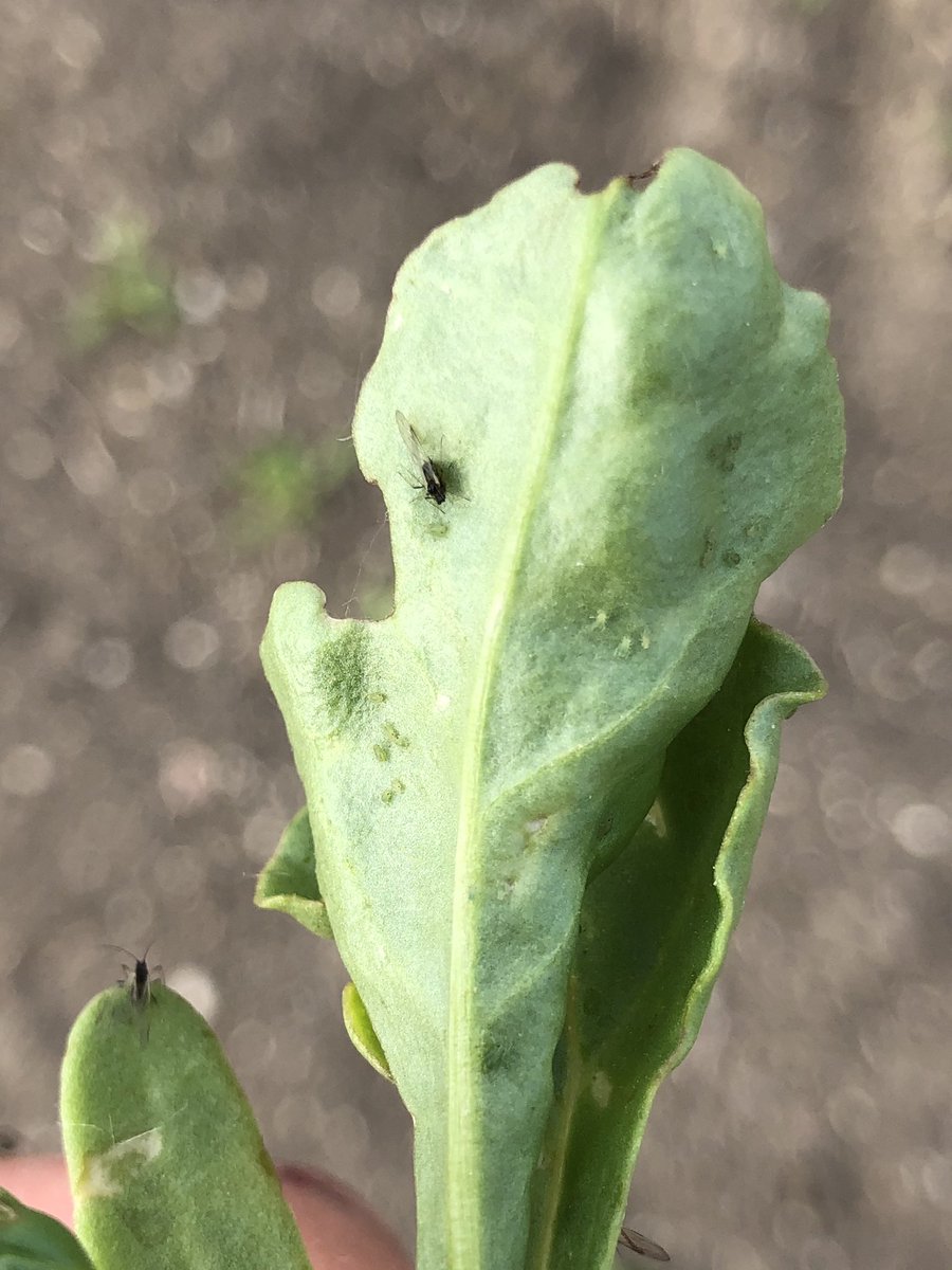 Vive l’écologie ! Nous traitons 3 fois plus depuis que nous n’avons plu de traitement de semence. Comment pouvons nous produire des betteraves sans marge négative maintenant ? Entre un prix de la betteraves très bas et des coûts d’interventions à la hausse ? <a href="/ITBetterave/">ITB - Institut Technique de la Betterave</a> <a href="/CGB_FR/">CGB</a>