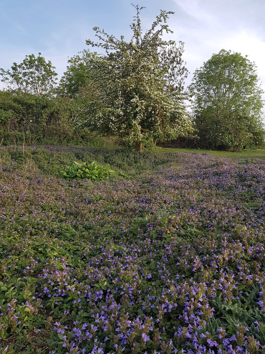 allotmentor's tweet photo. Getting a lot more pleasure from local wldlife at the moment such as this amazing carpet of bugle beneath a hawthorn glowing in the evening light at #burgessfield #springflowers https://t.co/VZXI9mFef0