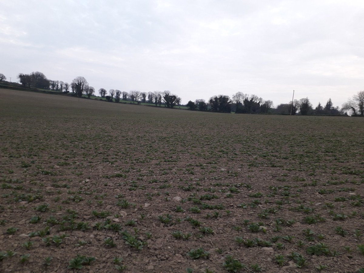 Direct drilled Fuego spring beans doing well so far despite the dry conditions since sowing  #arableapril