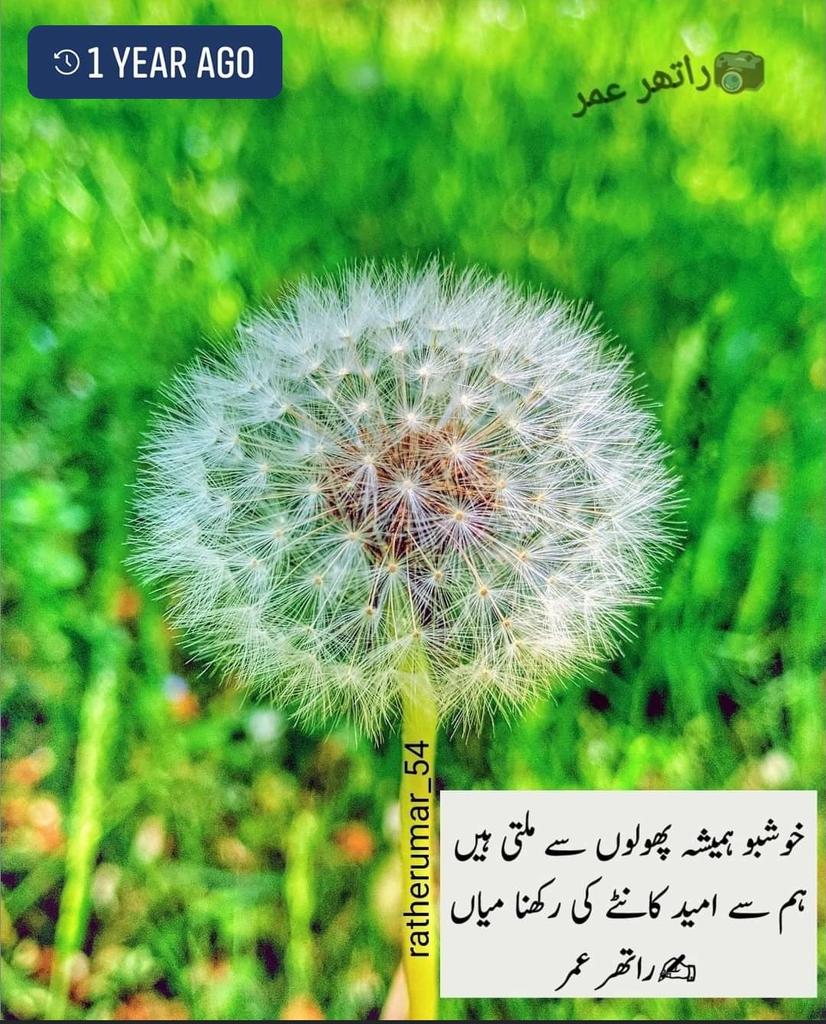 ratherumar_54's tweet photo. 1 year ago on fb
Kushbo hamesha phoolou se milti hain
Ham se umeed kaantay ki rakhna miyaa
~rather umar
#poetry #love #poetryislife #UrduPoetry #urduadab #Qalam_aur_Qalaam #ratherumar_54 #شاعری https://t.co/fgiT9dNVAt