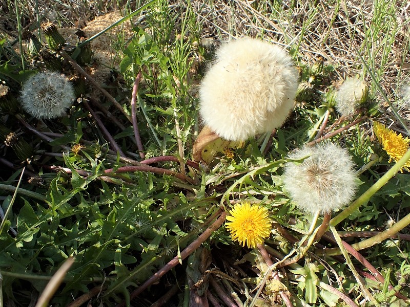 帯化 Twitter Search Twitter 帯化 Twitter Search Twitter