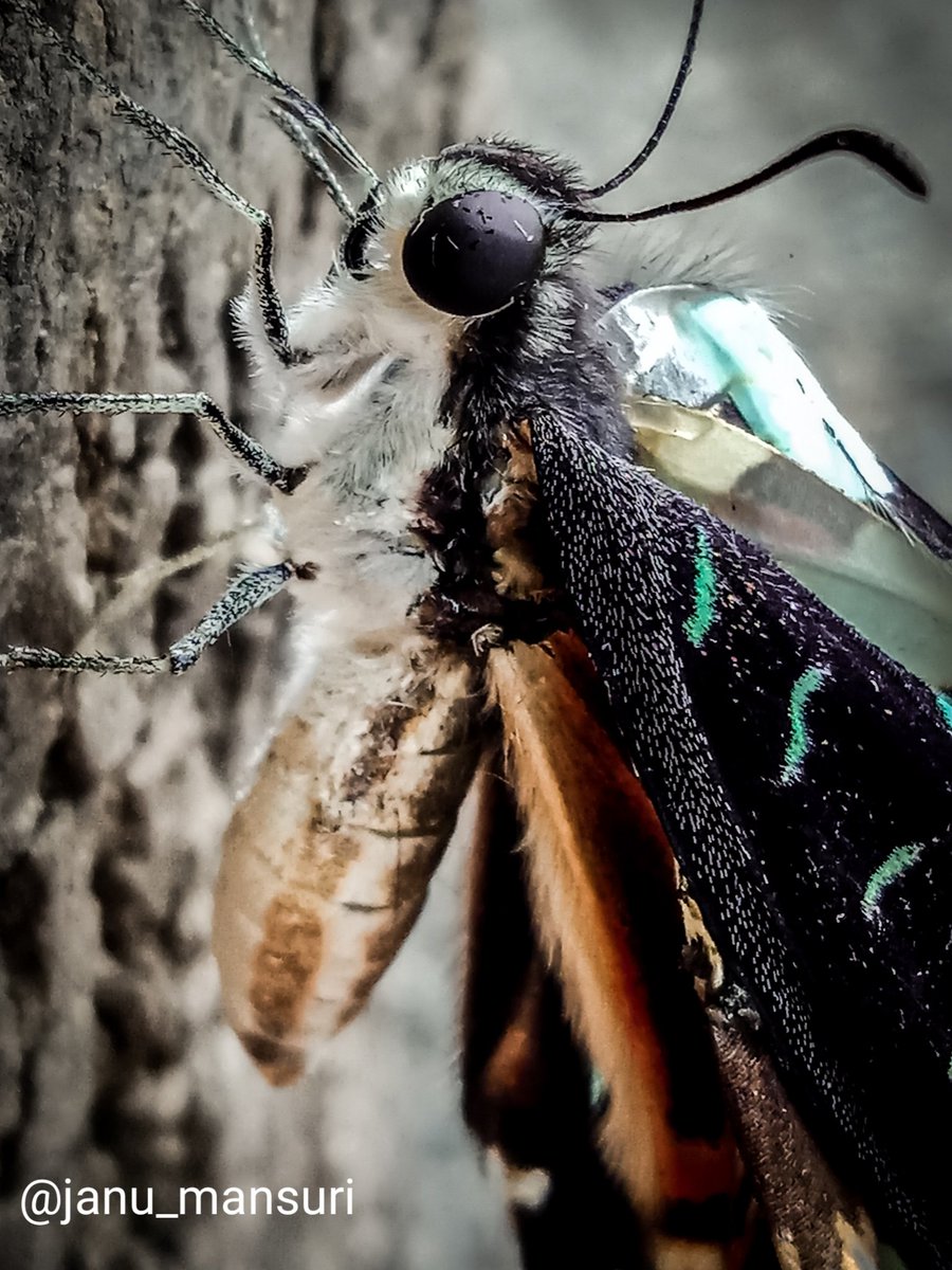 photographar Janu tweet media