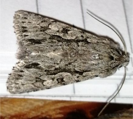 Large Brown Moths In Georgia
