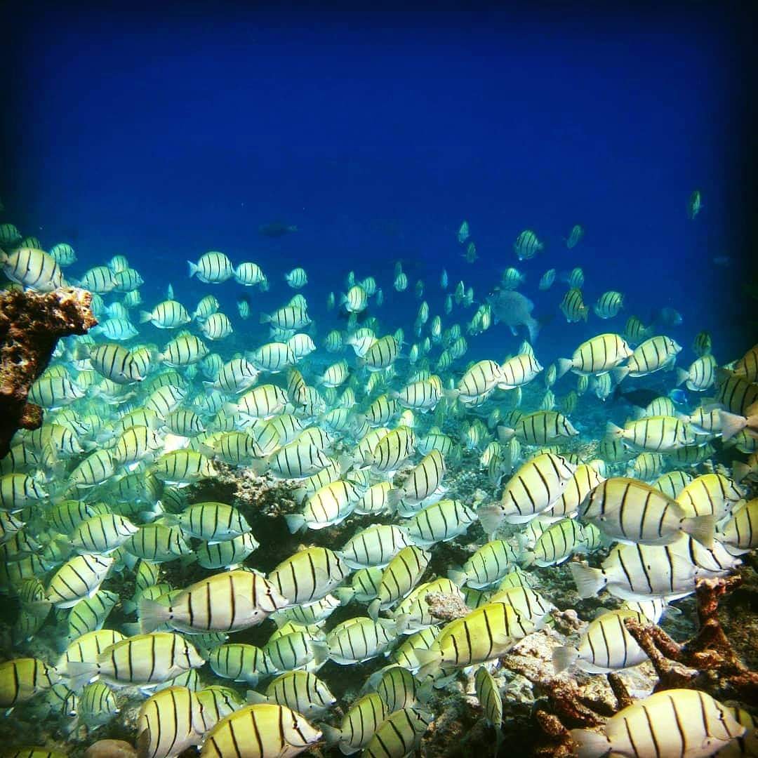 Maldives tweet media