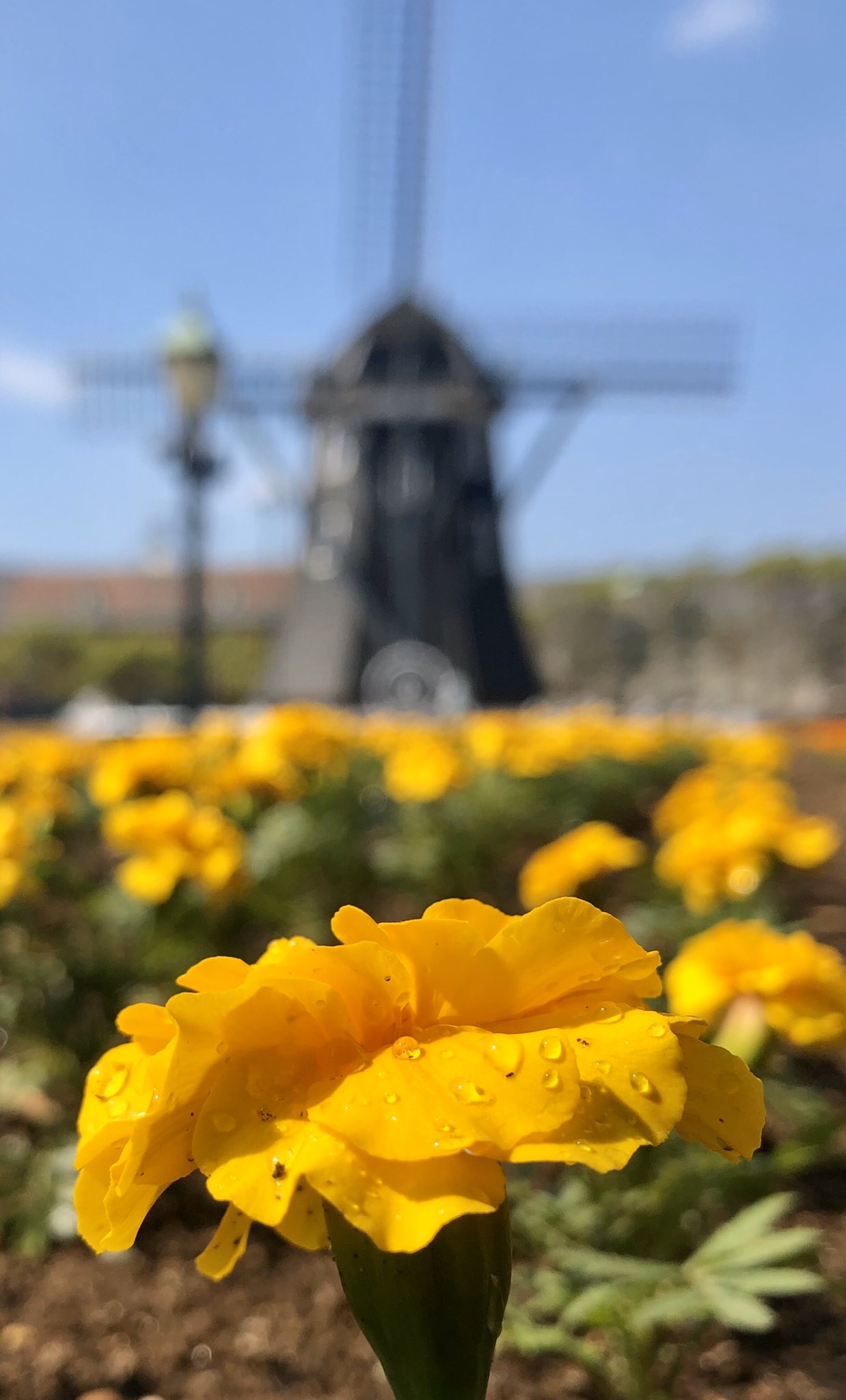 ハウステンボス公式 Stay Homeを頑張っている皆さまへ ちょっとした癒しに チューリップから入れ替ったフラワーロードをご覧ください マリーゴールドやベゴニアが一生懸命咲いています このお花たちのように 元気に過ごしましょう 黄色のマリー