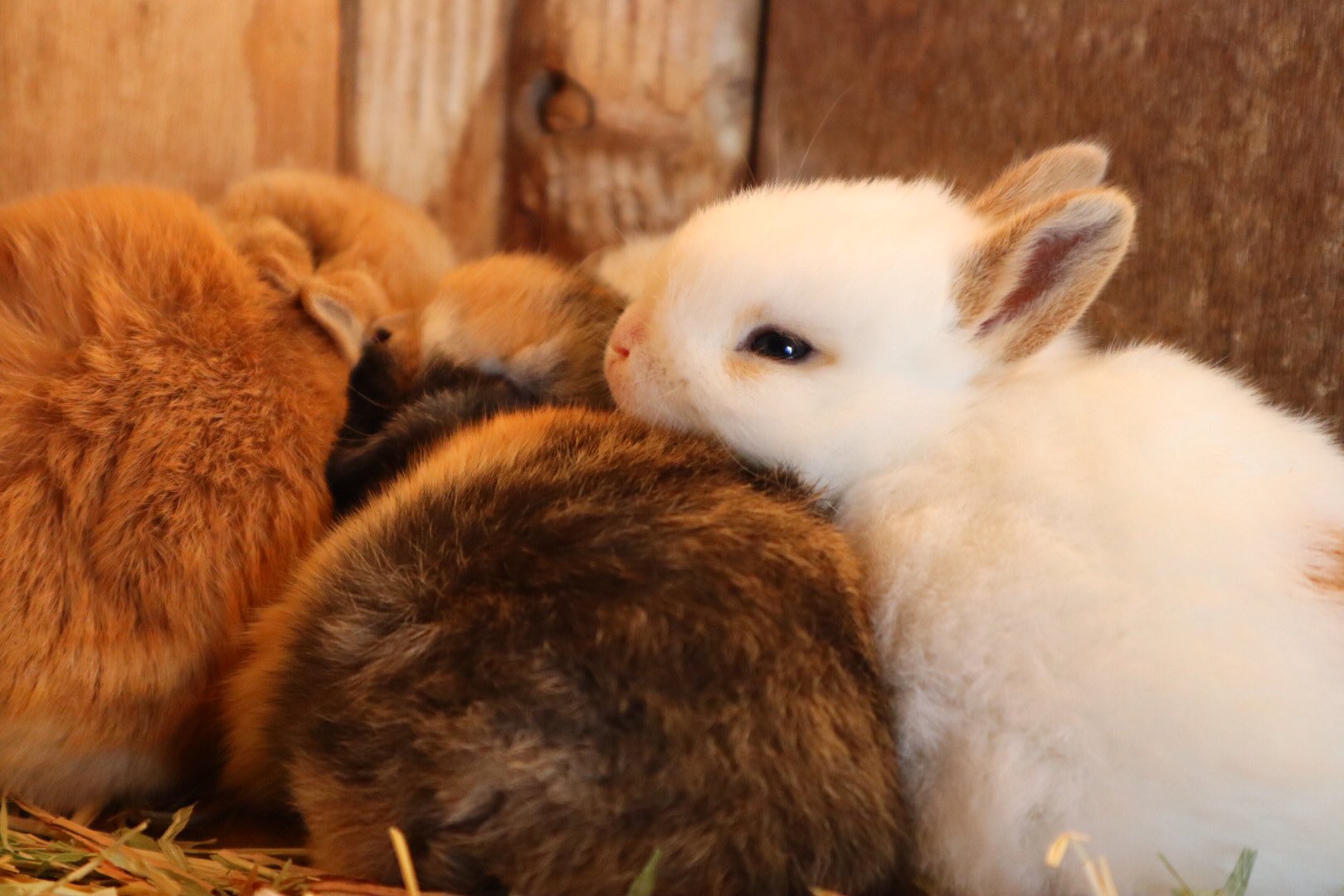 成田ゆめ牧場 うさぎの赤ちゃんだったの 臨時休園 おうちで牧場 休園中の牧場 休園中の動物園水族館 うさぎ 赤ちゃん 幼い うとうと 動物 可愛い 癒し T Co 6kzzhgankc Twitter