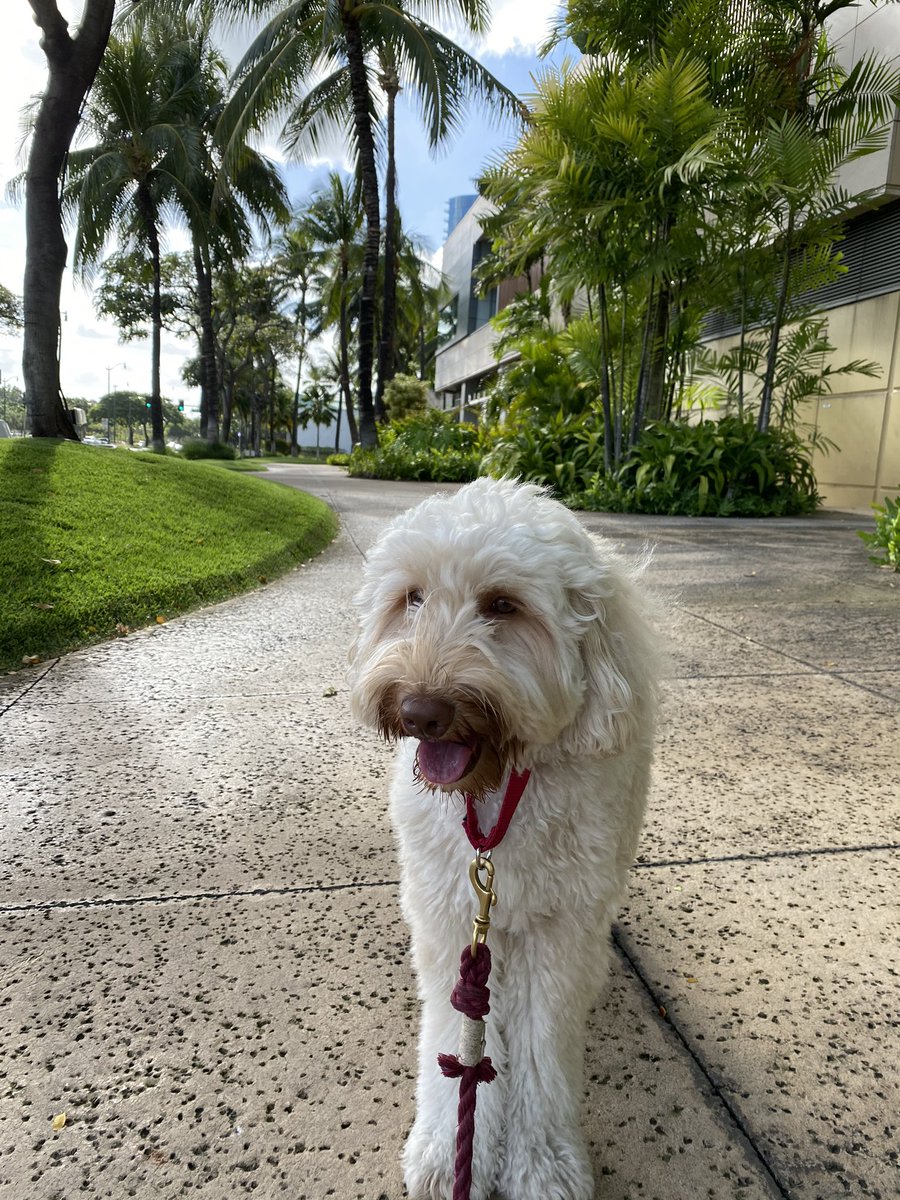 makeitagreatday's tweet photo. @keith_meldrum Awww .. my name is Parker also 🐶 and I am a multigenerational Australian Labradoodle born in New Zealand now living in Honolulu 🌴🌴🌴 hi Parker https://t.co/gA6vSAjCh5