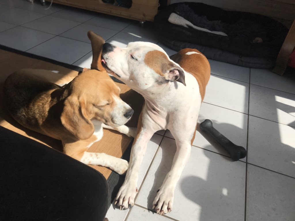 3lksndrs's tweet photo. Plus beau tu meurt! 😁 #Dog #LoveDog #BeautifulMorning #Morning #Brother #2Freres #Beagle #AmStaff https://t.co/xSdQ6zDDme