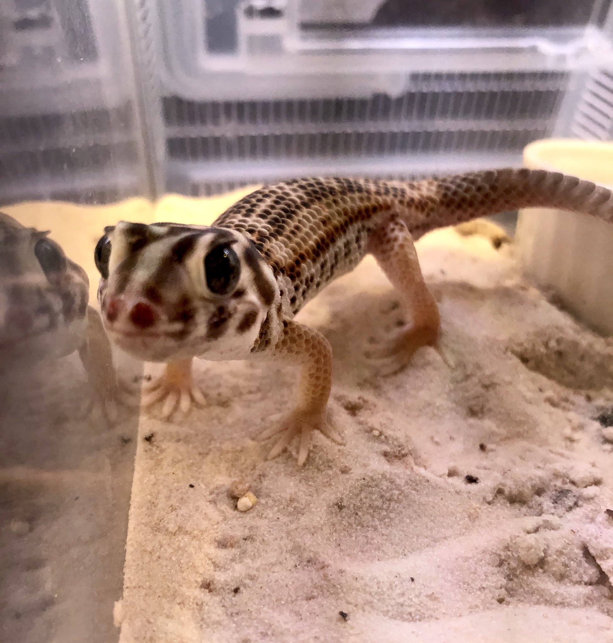 ネイチャーズ名古屋錦店 トルキスタンスキンクヤモリ とってもシャイな種類ですが そこがまた可愛い 可愛い姿の地表棲 ヤモリ 赤ちゃんのような大きな頭と大きな目が特徴的 ネイチャーズ 爬虫類専門店 名古屋錦 トルキスタンスキンクヤモリ