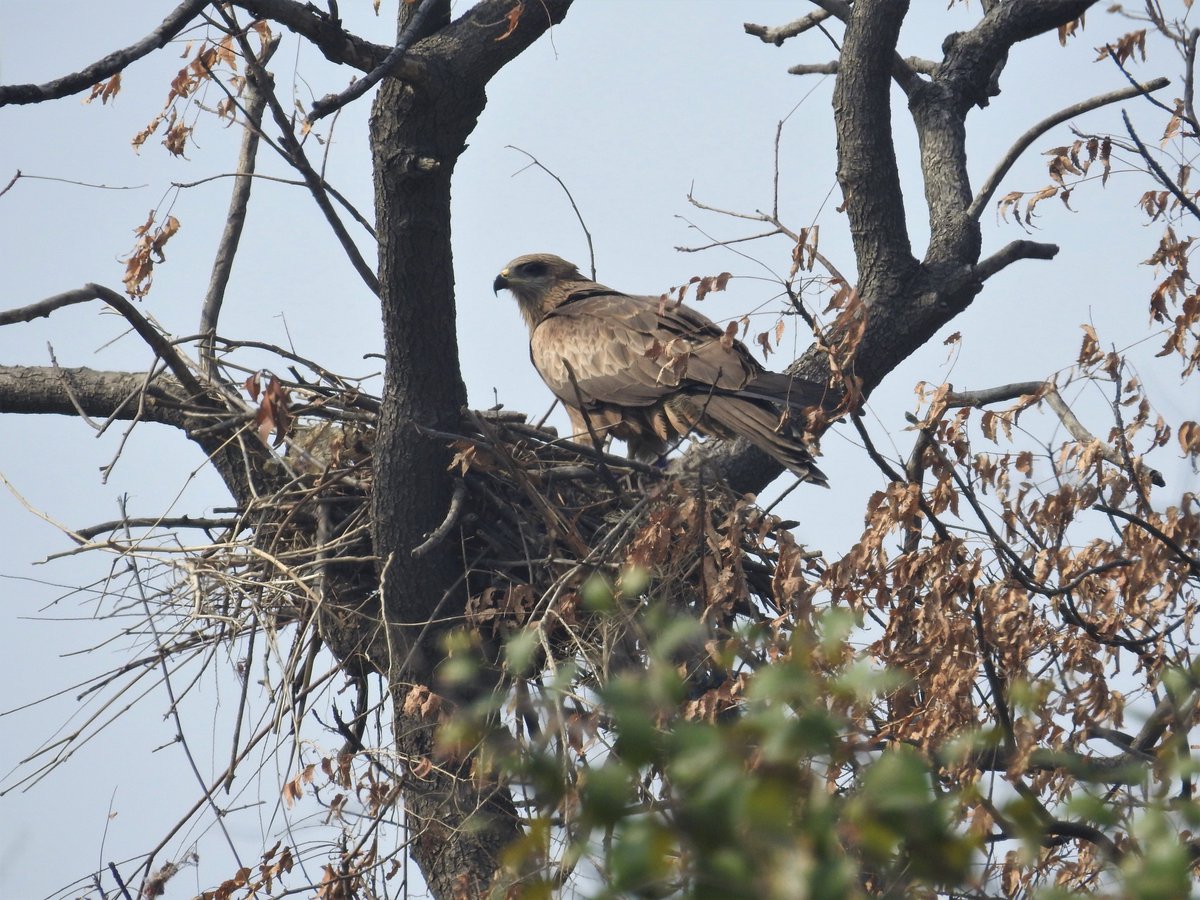 So while it is nice to wish for clean air, clean rivers, flourishing wildlife, the fact is this can only happen if we take decisions for this, rather than doing the easiest thing: cutting forests, sinking coal ash in Ganga. Alternatives need tech + thought. They are possible.