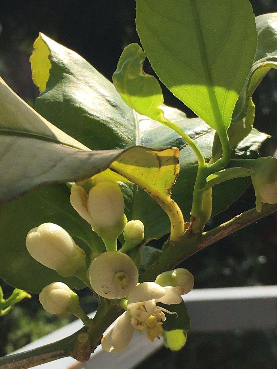 simminu's tweet photo. La Primavera che ti meraviglia in questo torpore .. 🌼🍋 https://t.co/wV8X8DzQjD