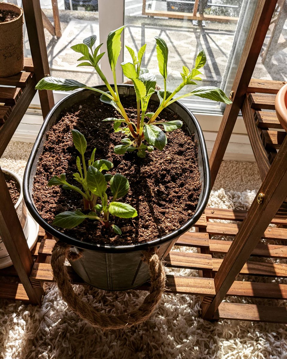 MeltzH's tweet photo. Greenery for daaaaayyyyys!!! #insidegarden #veggies #flowers #plantingseeds #planting #garden #quarantinelife #quarantinegardening @easter_nor https://t.co/YHJ0OwTvbI