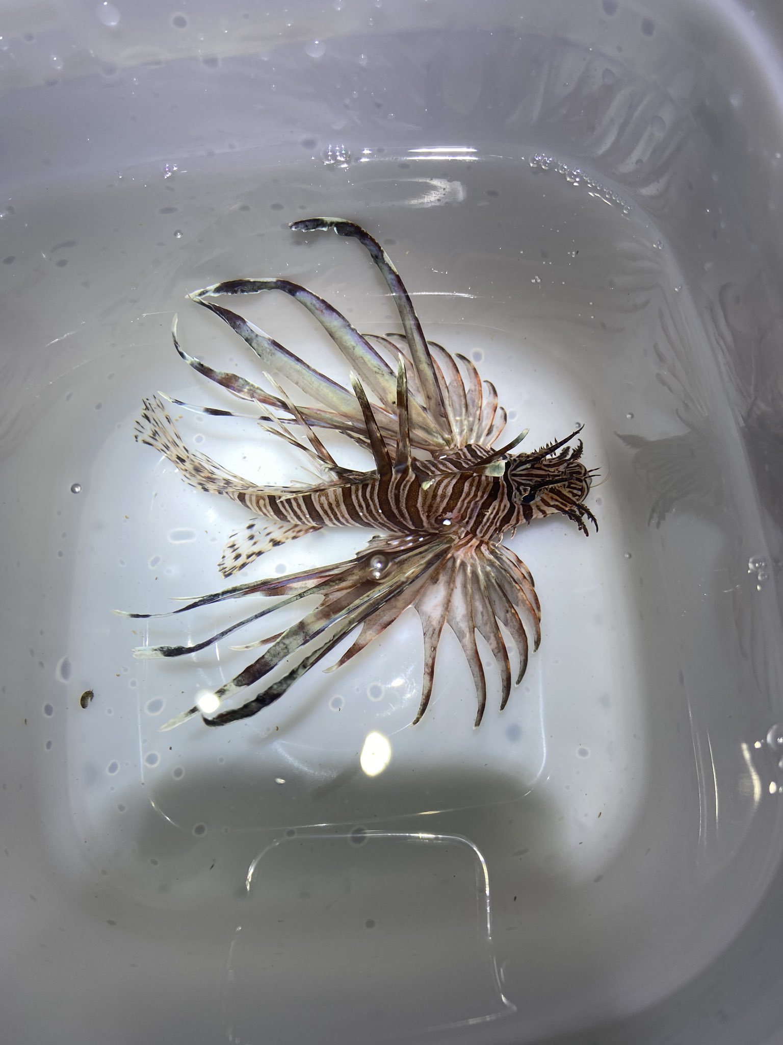 アルト自然派 房総海水魚採集結果 ミノカサゴ チゴダラ アイゴ 今日採れたミノカサゴは飼育に挑戦してみたいと思います T Co M7va5ksapo Twitter