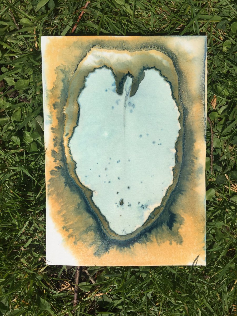 TobyVPhoto's tweet photo. @PrintParteh that was 5 hours 20 minutes, with #water and #vinegar . #cyanotypeparteh #cyanotype #dockleaf https://t.co/6RLOeg0y5G