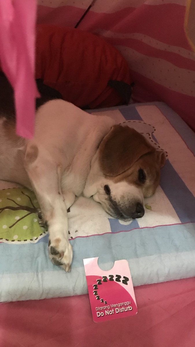 CurfewBeagle's tweet photo. #OneDayOneWordOnePicture
Today I’d like to present
da letter N
NAP
C’mon pals let’s play together https://t.co/GTT9fYSQUp
