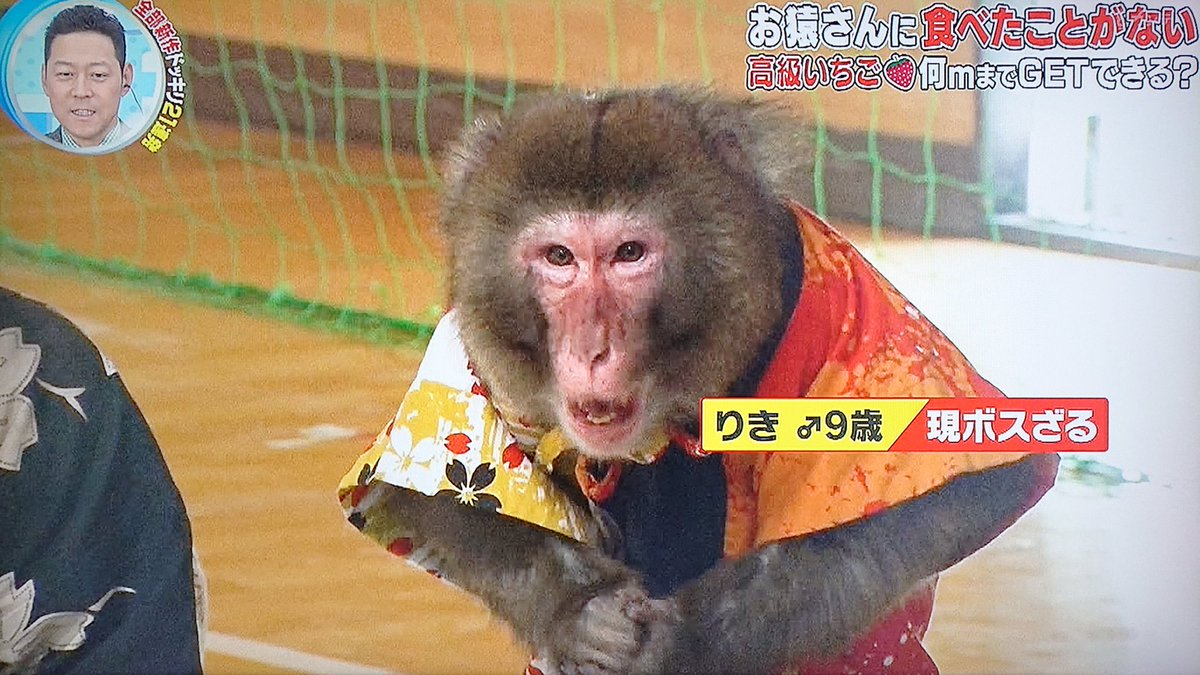 Take7700 No Twitter 猿はやはり賢い 表情も豊かやね ドッキリgp 猿 りき 日光さる軍団