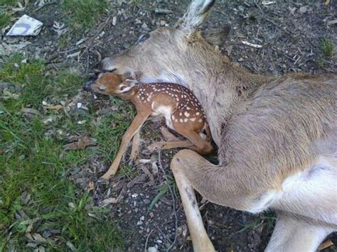 Unknown__2b's tweet photo. #Kill4Fun 
This is how it goes if the hunter has not killed
the mother deer directly. 

Close together, one last hug
#AnimalRights #Unkn0wn
#StopTheHuntCunt #Vegan
#BanKill4Fun #BanTrophyHunting https://t.co/PFJ64bm0wH