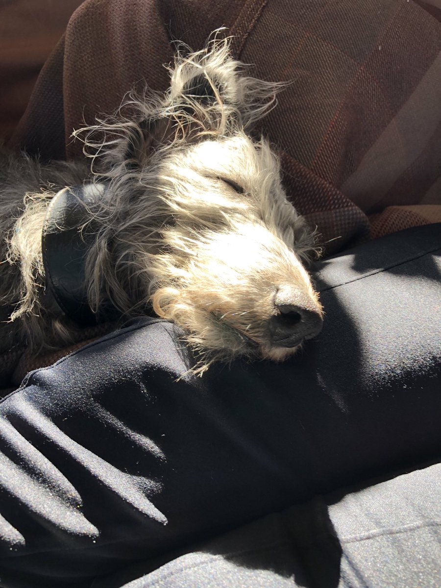 cargenhounds's tweet photo. Hi Billie here saying hello.  I’ve managed to catch a sickness bug from somewhere and I have to be starved for at least 24 hrs!  Sleeping the time away dreaming of rabbits 🐕🐶🐰#StayHomeStaySafe https://t.co/VDCoaoVERt