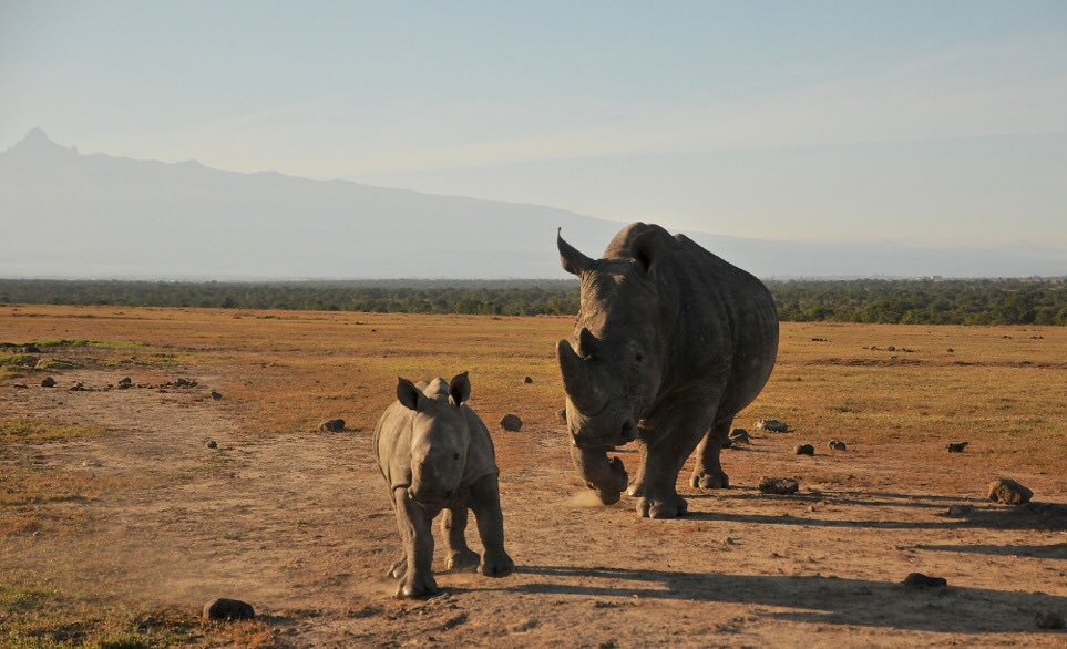 NatCricketConf's tweet photo. From Nairobi, drive up to @OlPejeta beneath Mount Kenya, where every year a Last Man stands tournament raises funds for wildlife conservation and @africancricket, for the work it does in the Nairobi slums delivering character education to 4000 kids every week through cricket. https://t.co/5fyXKK3UJZ