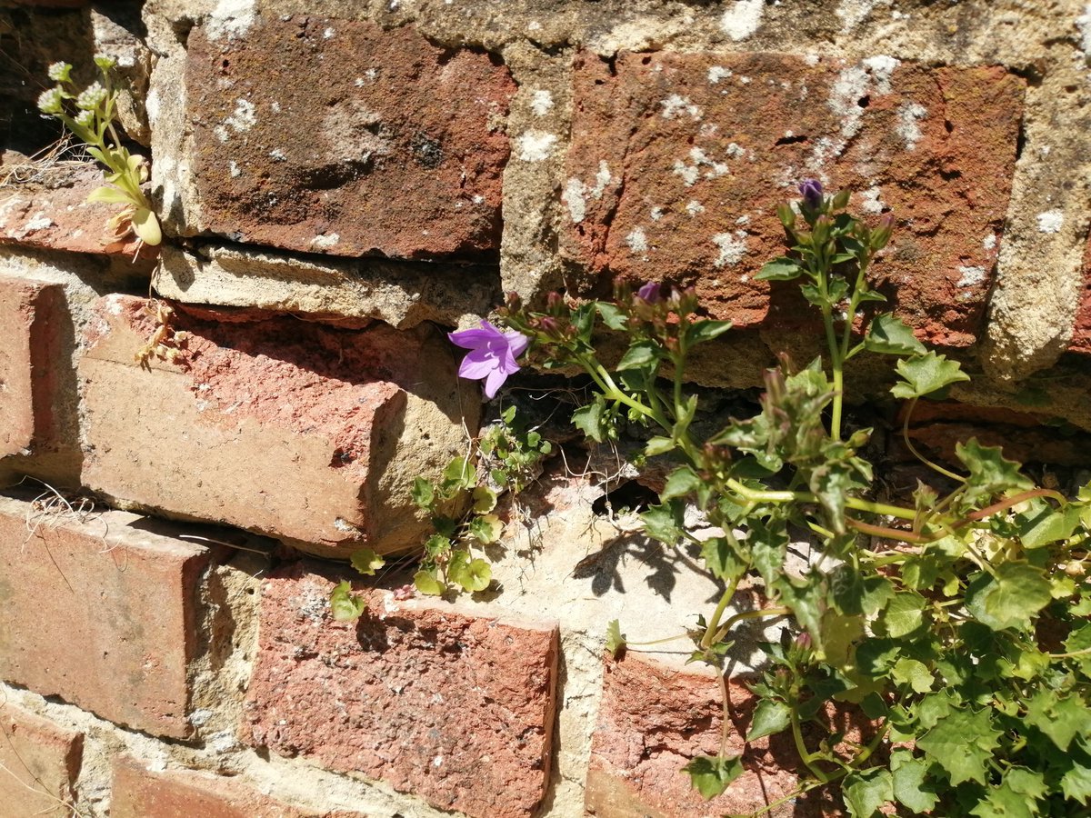 robmac135's tweet image. Not sure what to do with this lot (if anything for now). The wall will need some work at some point though. Quite like the wild look #NaturalHealthService